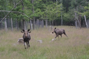 Symbolbild Elch in Schweden
